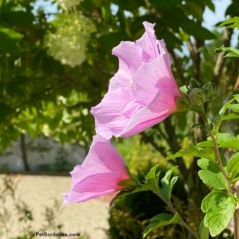 Hibiscus syriacus flowers viewed from the side