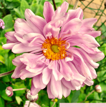 pink flowering Japanese Anemone Party Girl flowers