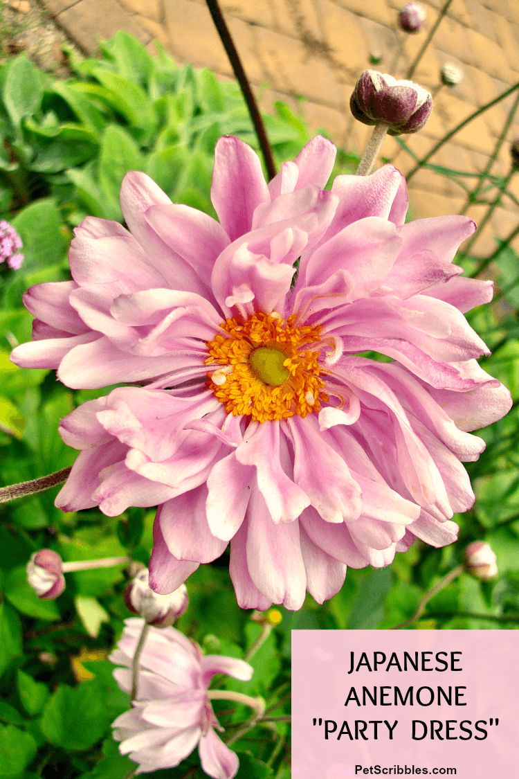 pink flowering Japanese Anemone Party Girl flowers