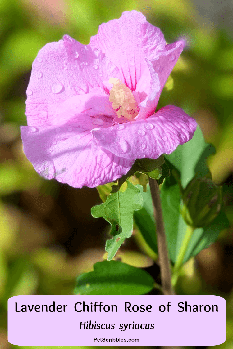 Lavender Chiffon Hibiscus syriacus Rose of Sharon