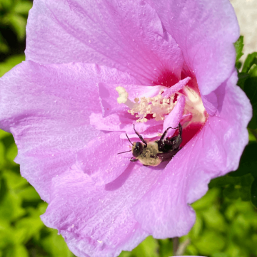 Lavender Chiffon Rose of Sharon