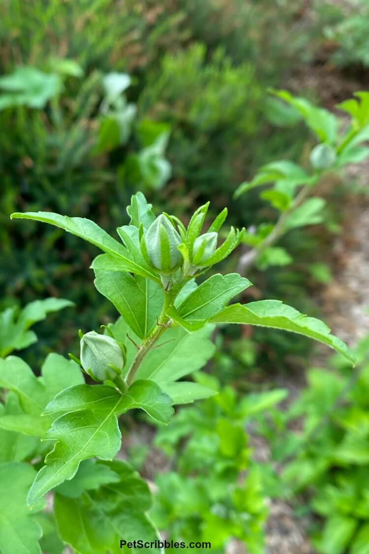 Lavender Chiffon Rose of Sharon flower buds