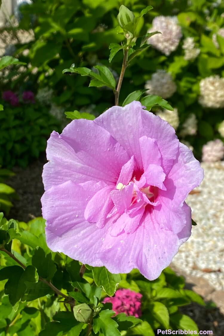 Lavender Chiffon Rose of Sharon flower