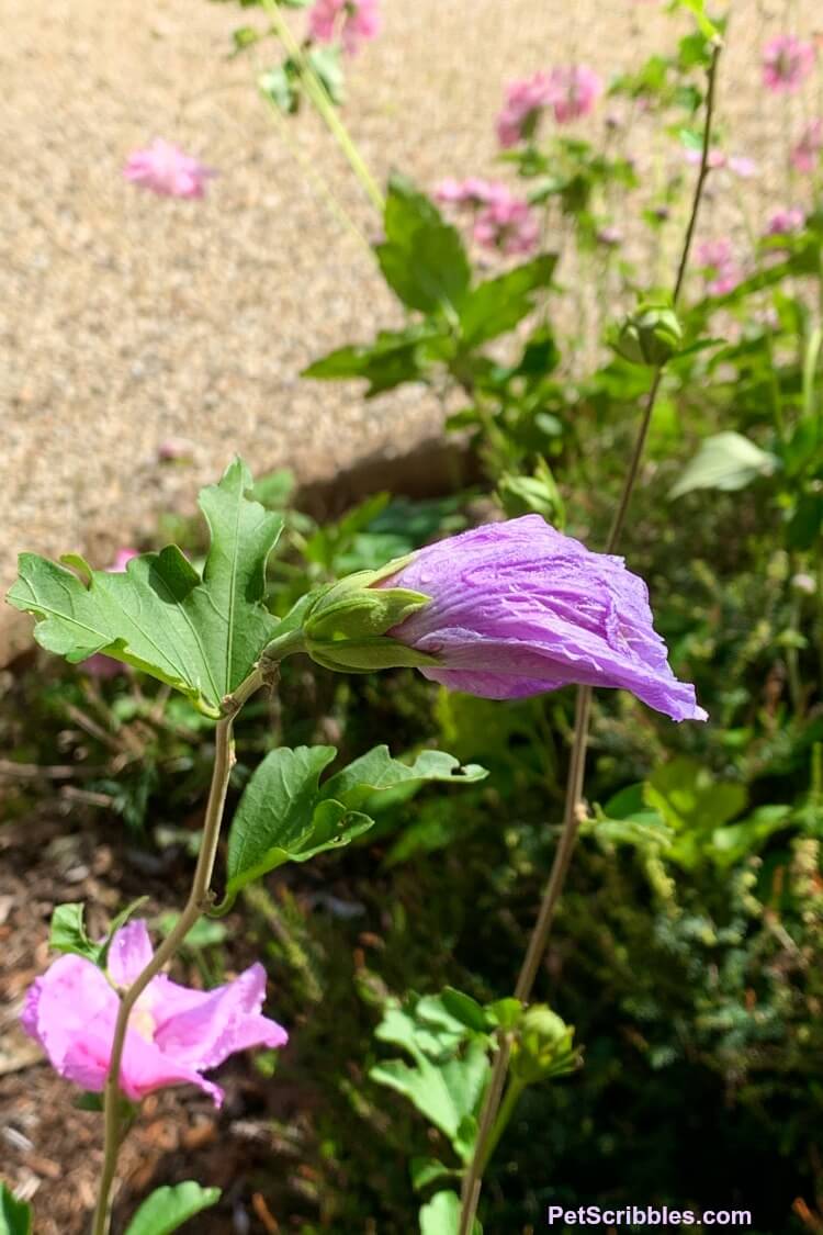 Lavender Chiffon Rose of Sharon spent blossom in Fall