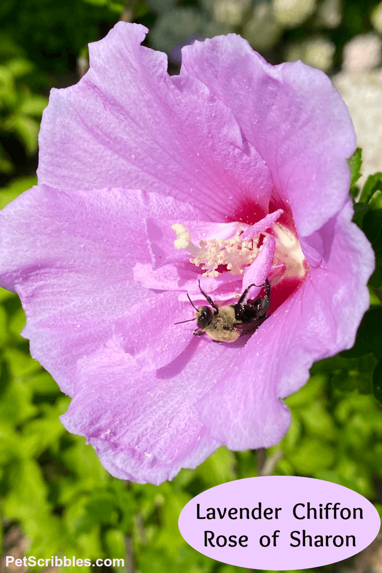 Lavender Chiffon Rose of Sharon