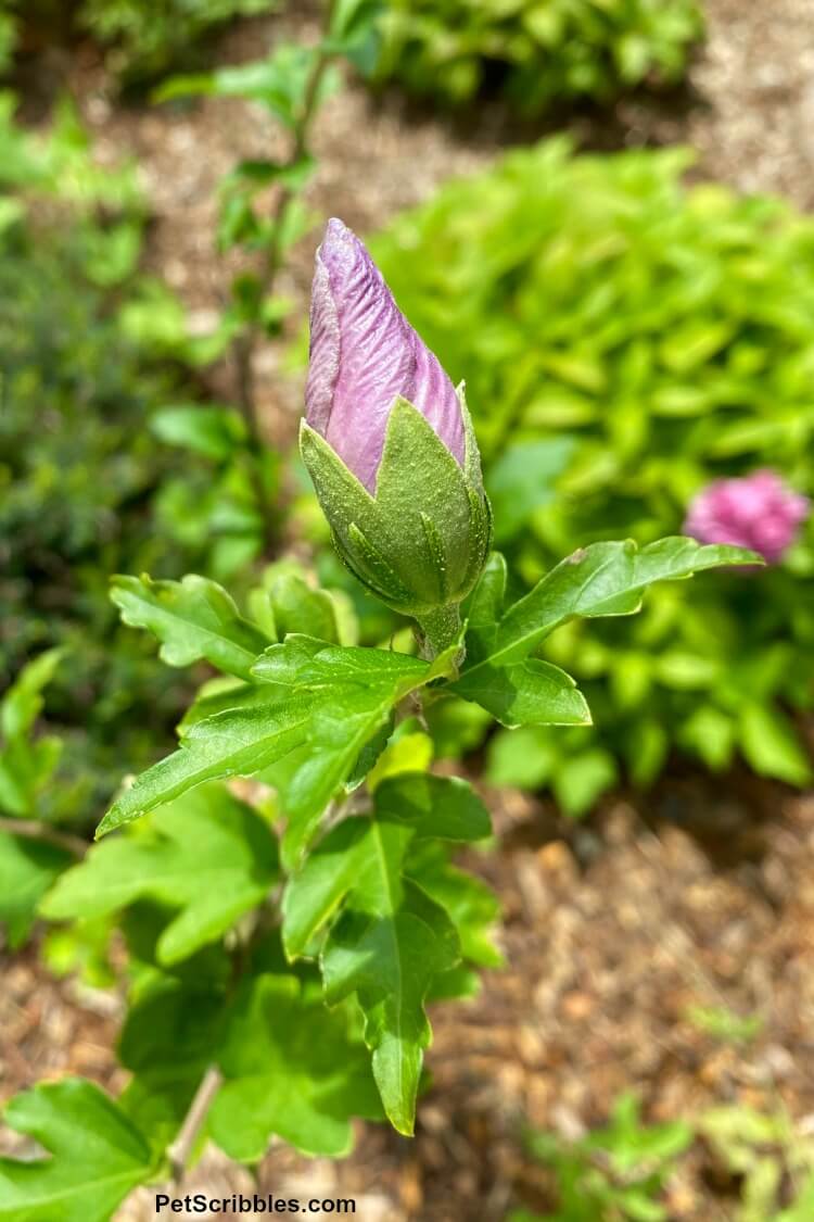 Lavender Chiffon large flower bud ready to open up