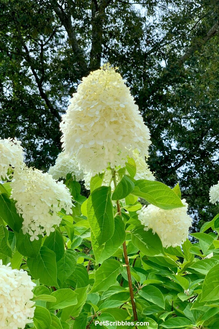 limelight hydrangea tree flowers