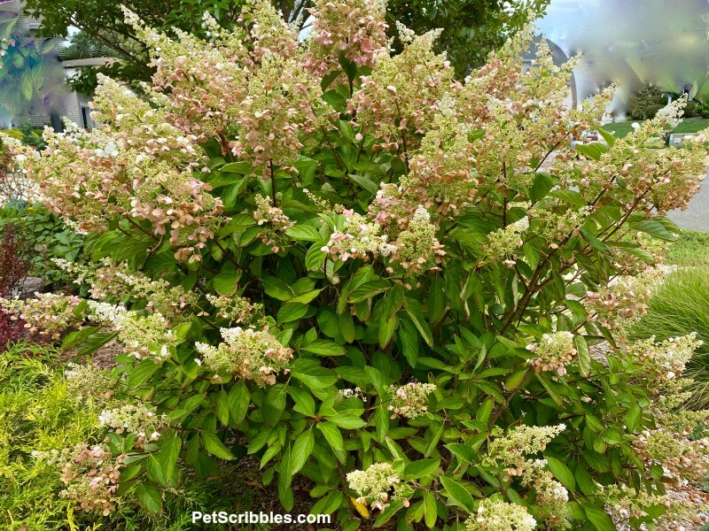 Pinky Winky Hydrangea after tropical storm