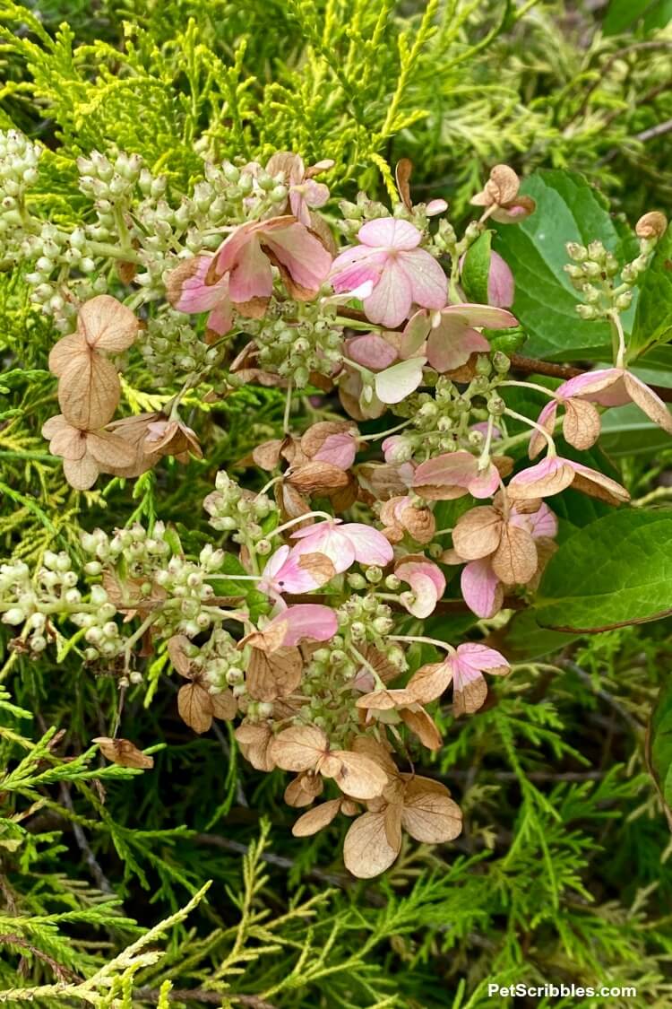 Pinky Winky hydrangea storm damage