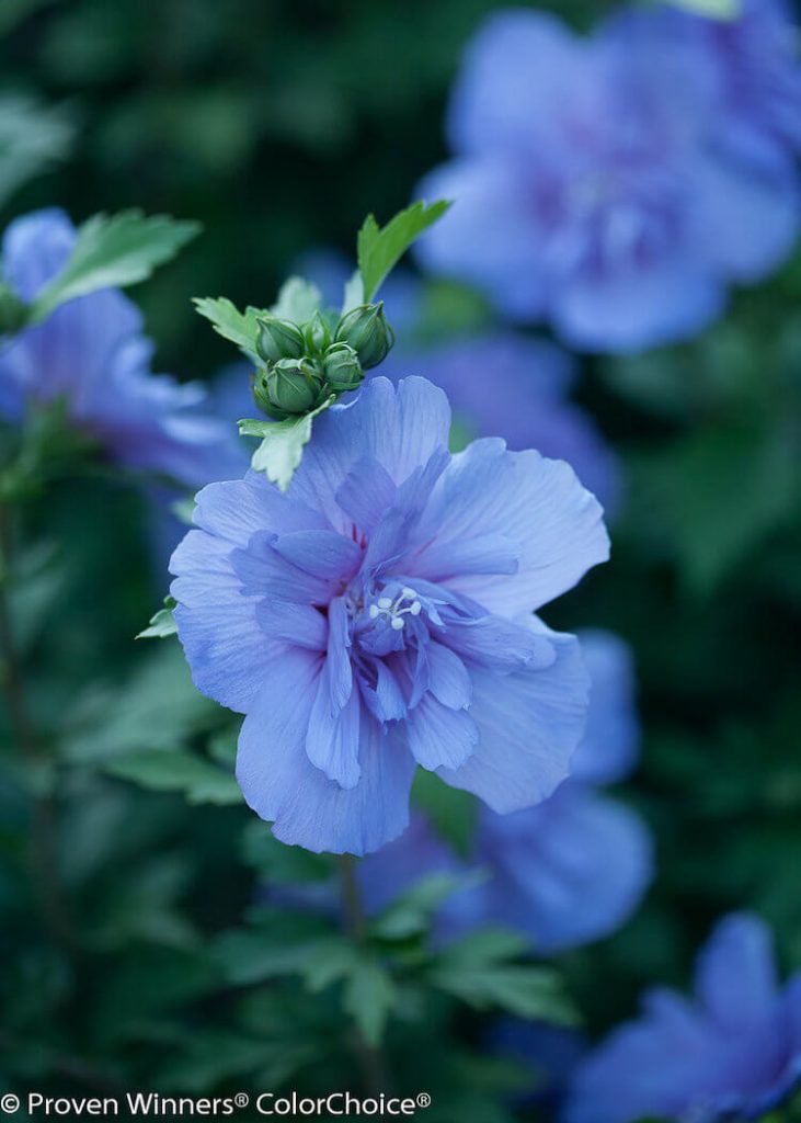 Proven Winners Blue Chiffon Rose of Sharon flowers
