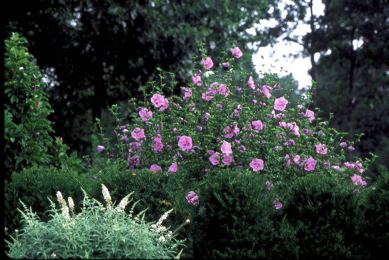 Proven Winners Lavender Rose of Sharon shrub