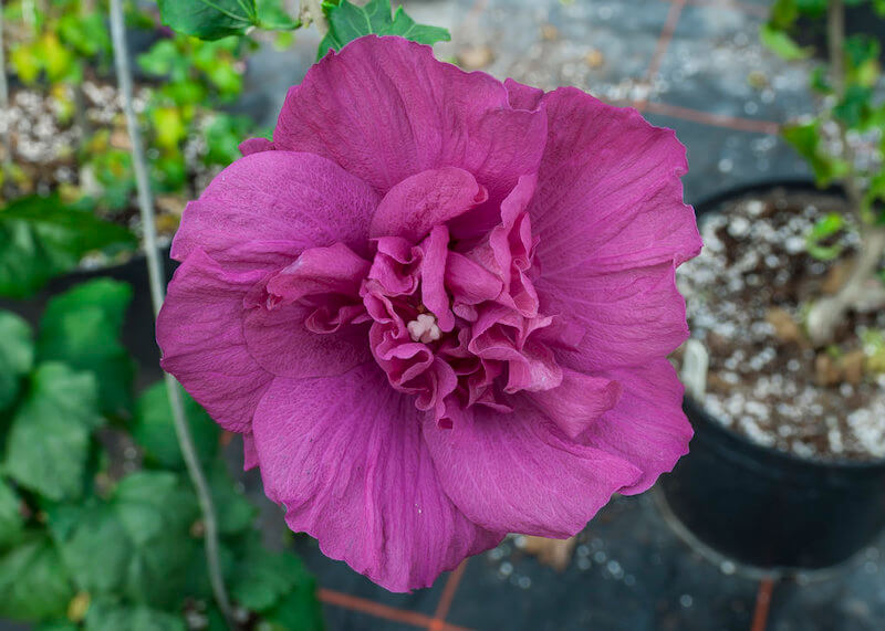 Proven Winners Magenta Chiffon Rose of Sharon flower