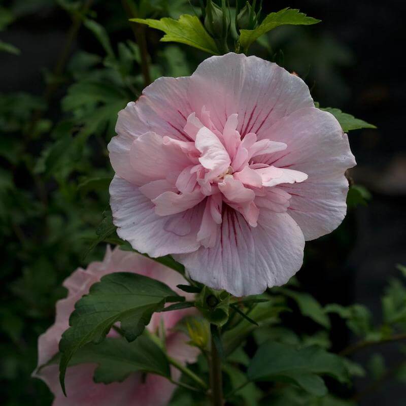 Proven Winners Pink Chiffon Rose of Sharon flower