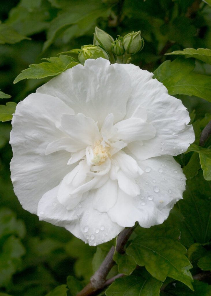 Proven Winners White Chiffon Rose of Sharon flower