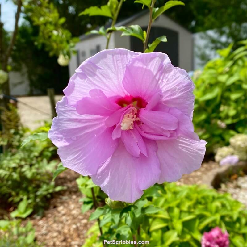 Rose of Sharon Lavender Chiffon ruffled flower