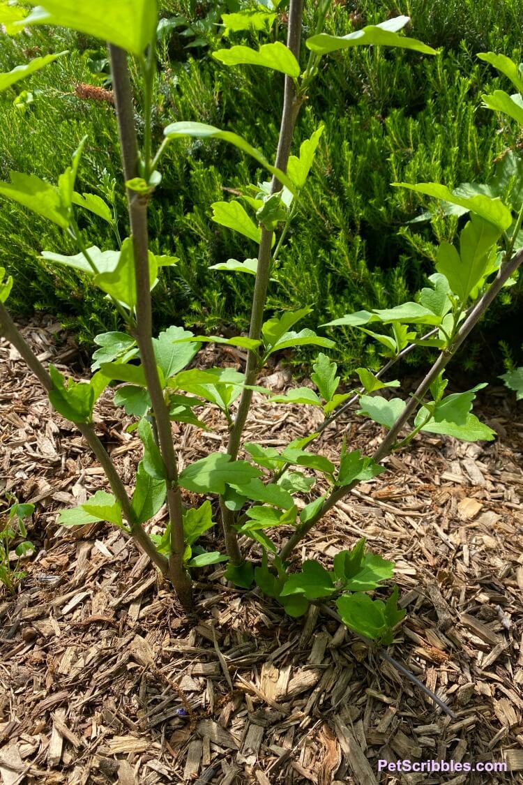 Rose of Sharon new leaf growth on stems