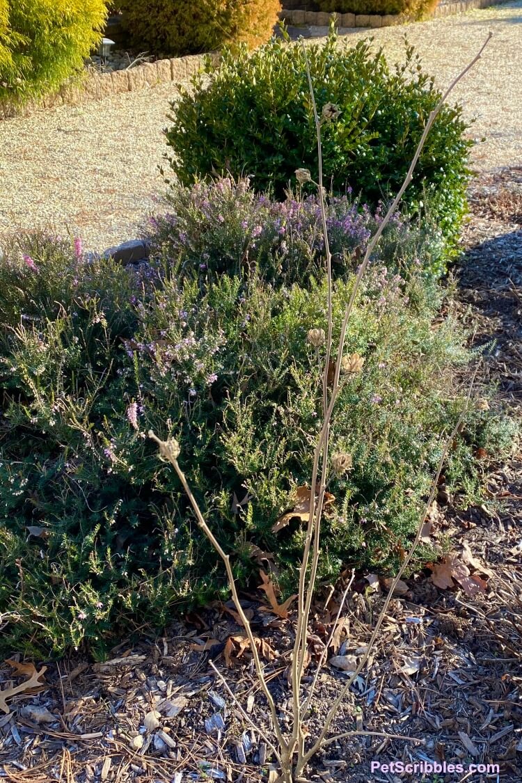 Rose of Sharon in Winter