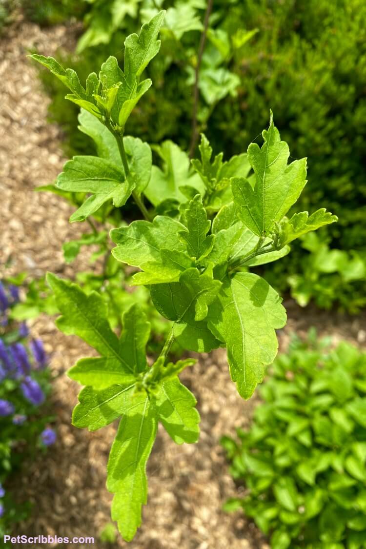 Rose of Sharon leaves in early Summer
