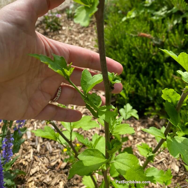 new stems and leaves on Rose of Sharon