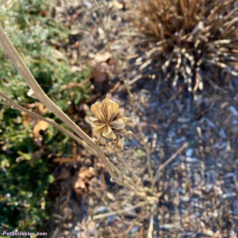 Rose of Sharon seed pod in Winter