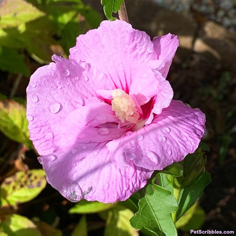 Rose of Sharon in sun with rain drops on petals