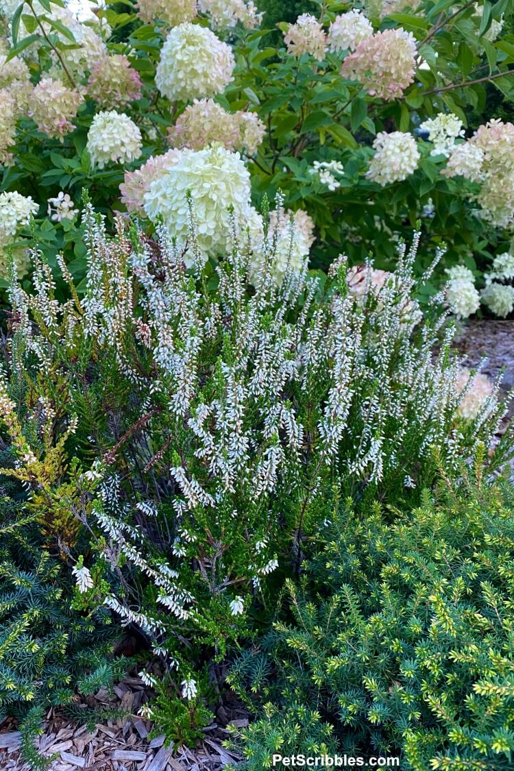 white heather in the garden