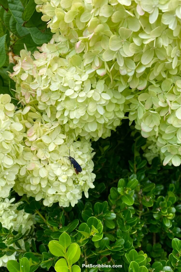 bug resting on little lime hydrangea flowers