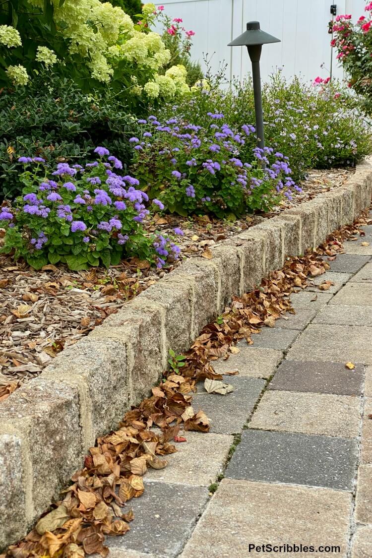 fallen leaves from tree turning brown after storm