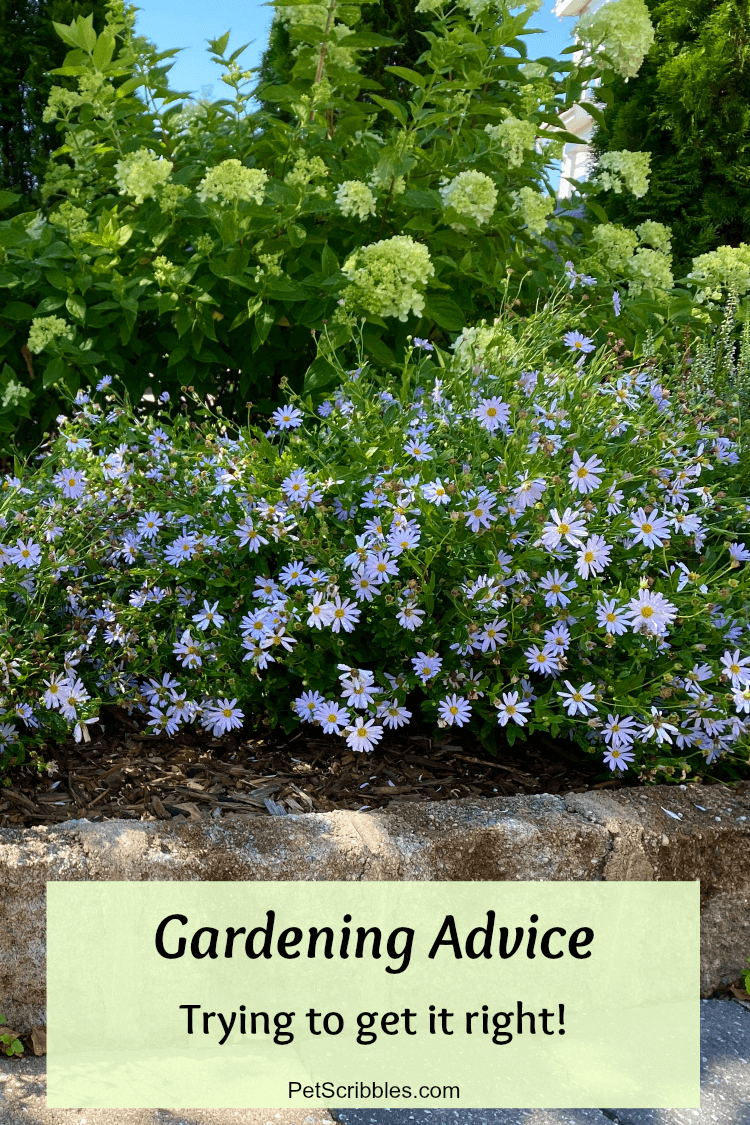 gardening advice: image of pale glue flowers in front of lime-colored hydrangeas