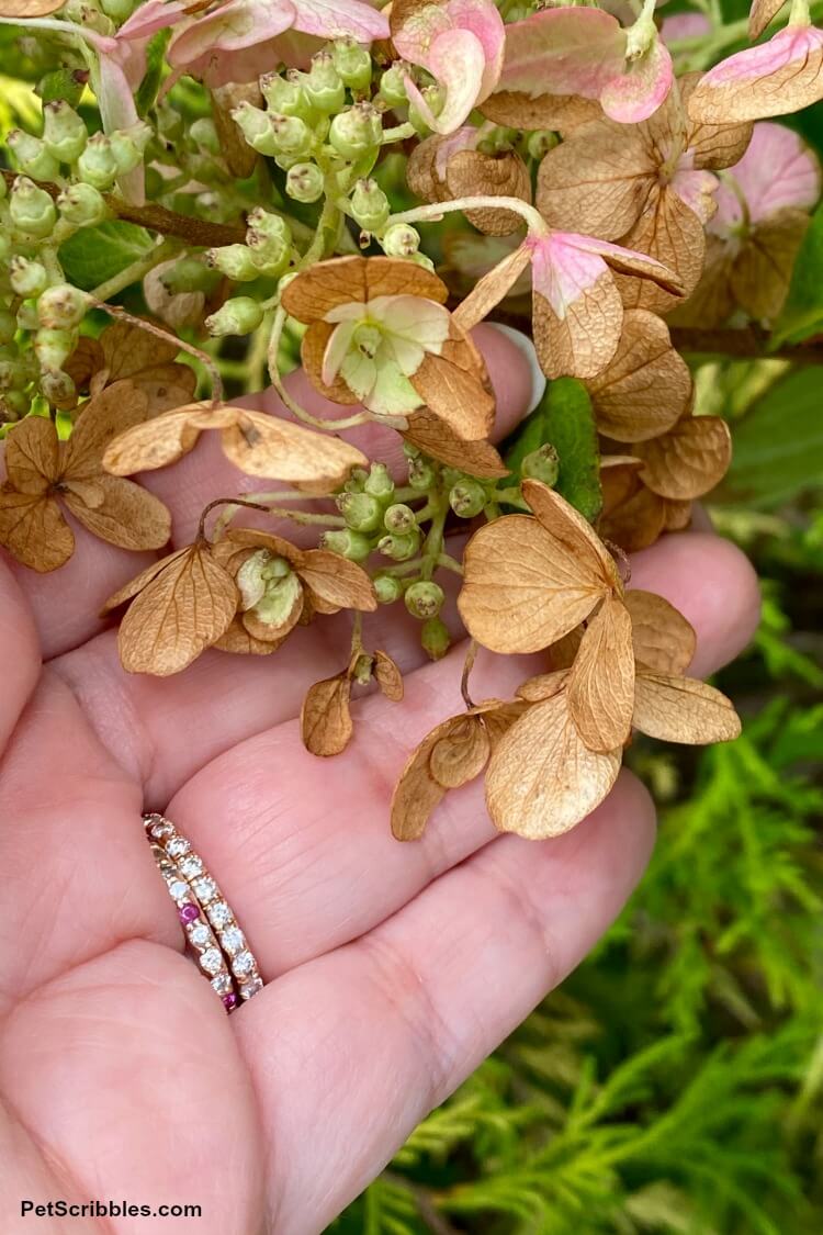 hydrangea petals turning brown after tropical storm