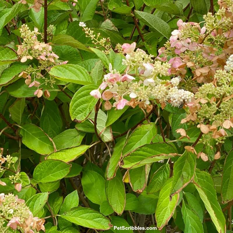 hydrangea turning brown after tropical storm