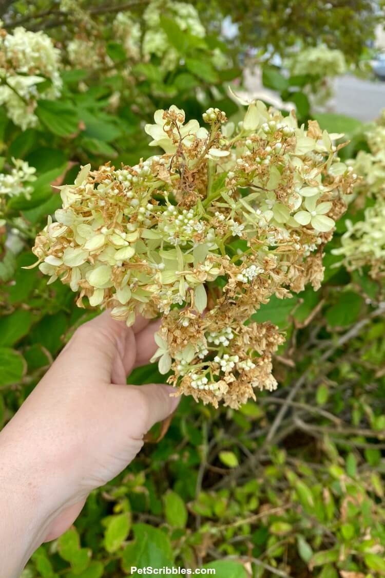 hydrangeas turning brown after tropical storm