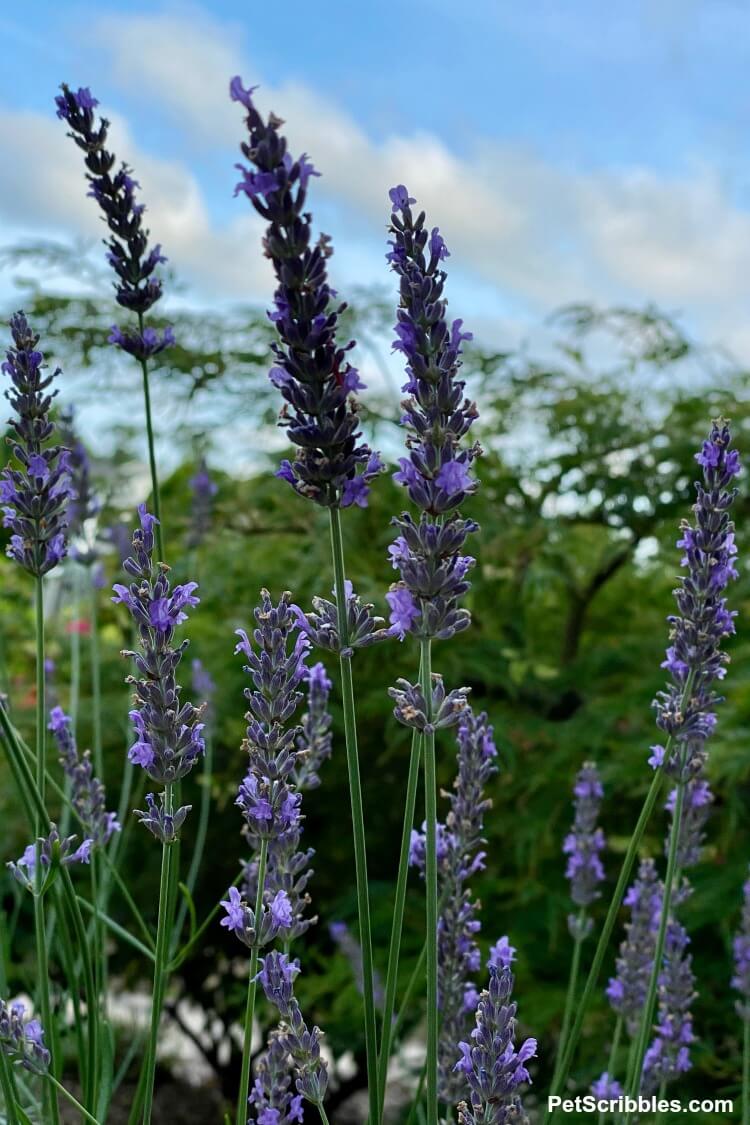 lavender at dusk against the sky