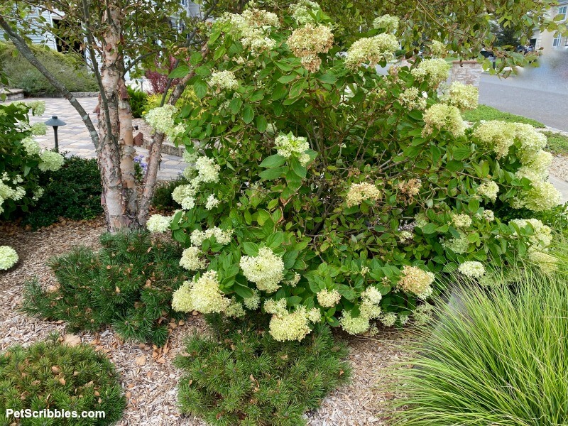 little lime hydrangeas after storm