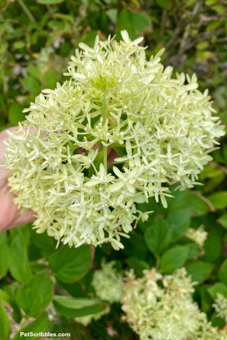 little lime hydrangeas after tropical storm