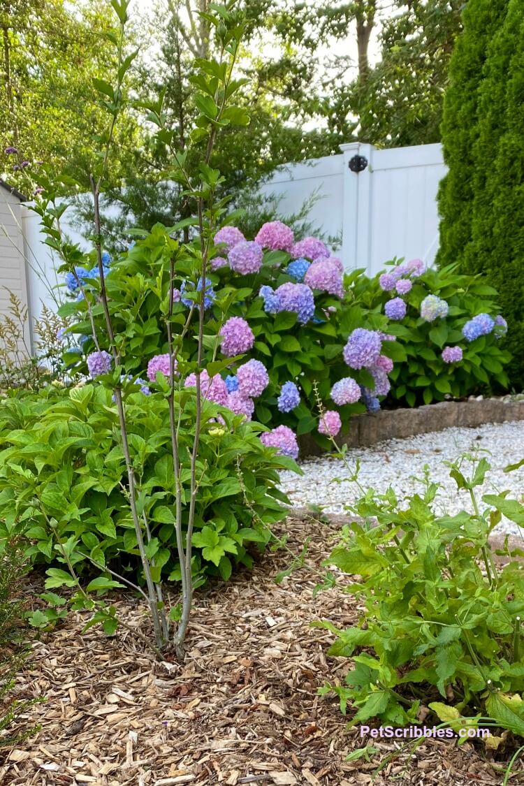 Lavender Chiffon shrub nibbled by rabbits