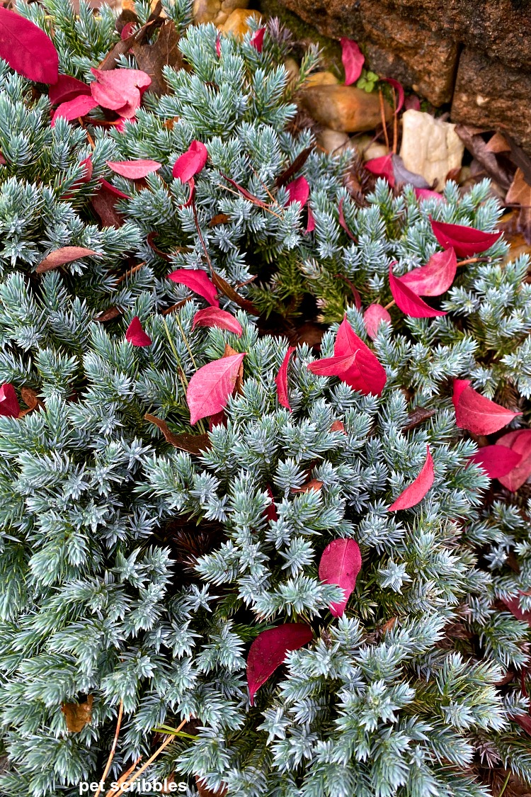 red leaves in Fall resting on top of a blue star juniper shrub