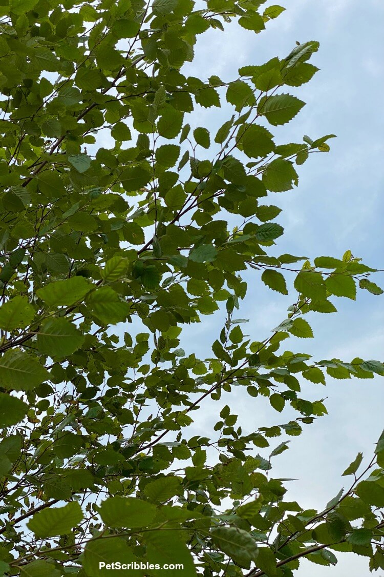 river birch tree leaves against the sky