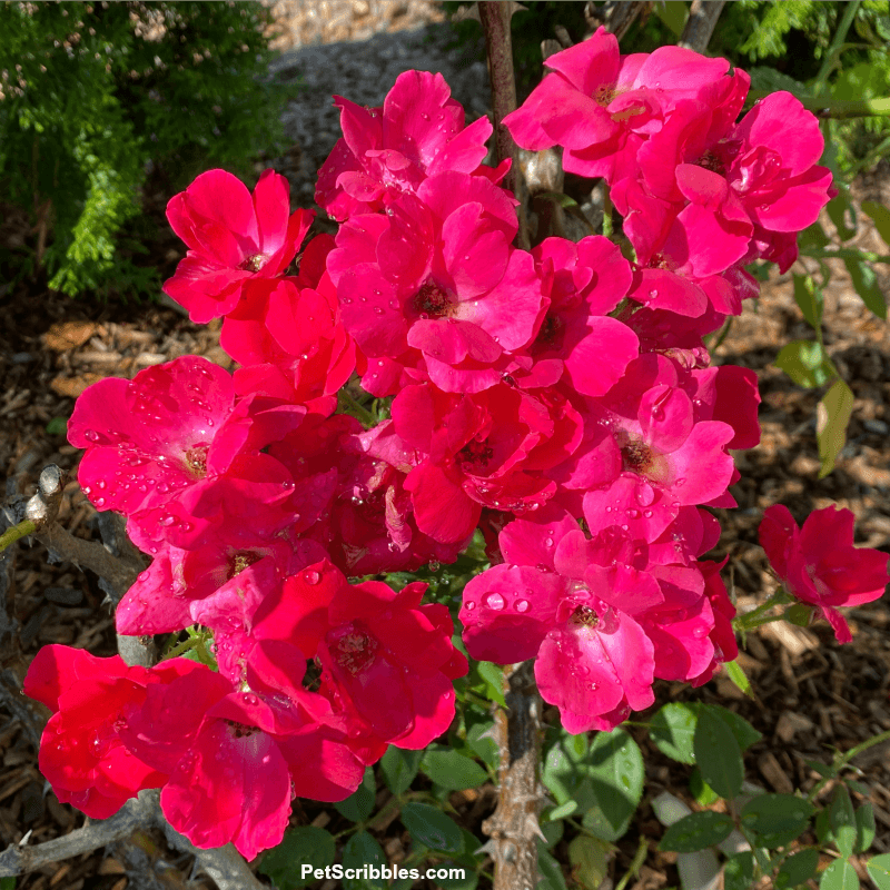 roses after the rain