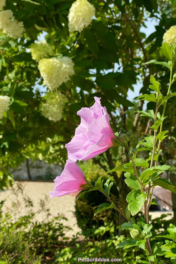 side view of Lavender Chiffon flowers with Limelight Hydrangea tree in background