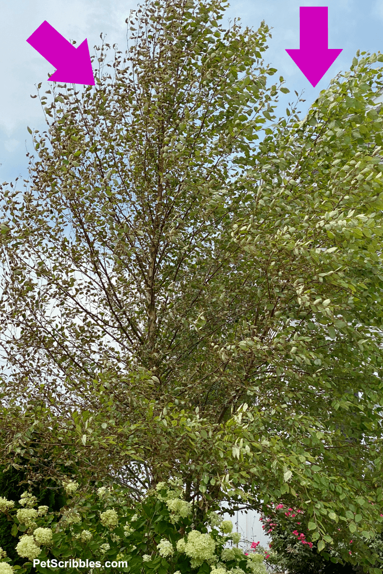 tree turned brown after tropical storm