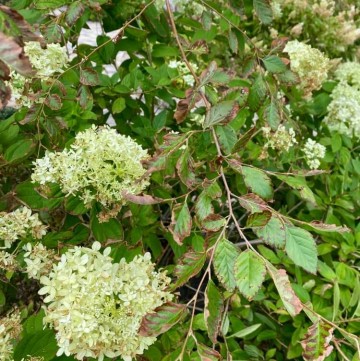 trees and hydrangeas turning brown after tropical storm