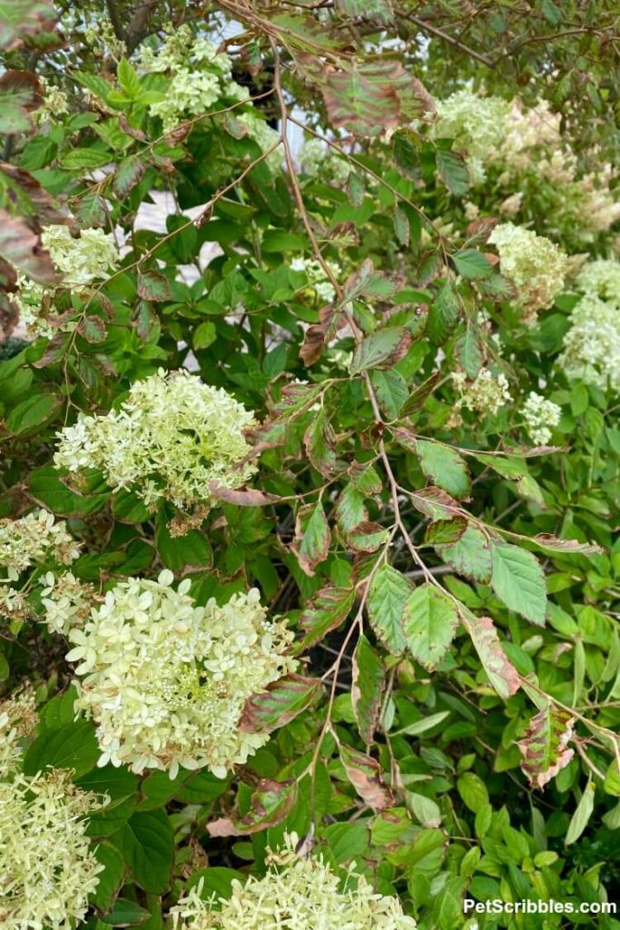 trees and hydrangeas turning brown after tropical storm