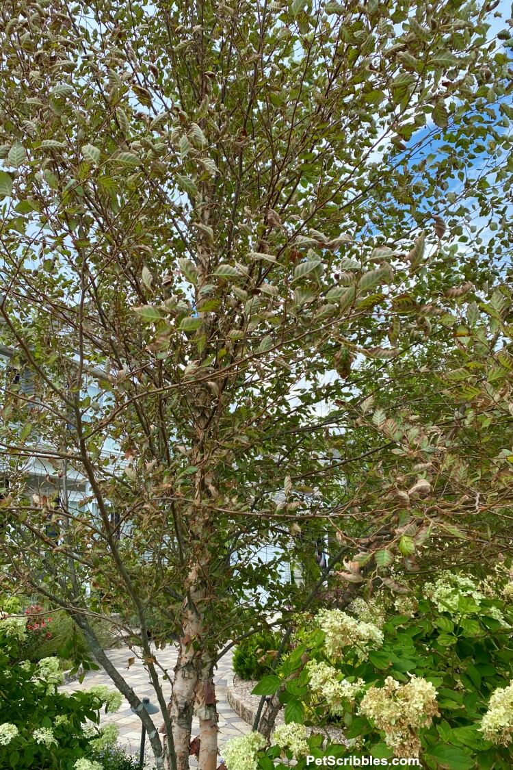 trees turning brown after tropical storm