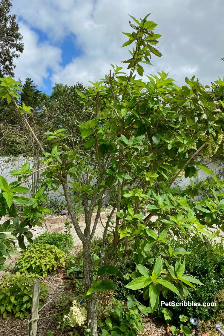 Limelight Hydrangea Paniculata Tree pruned after tropical storm damage