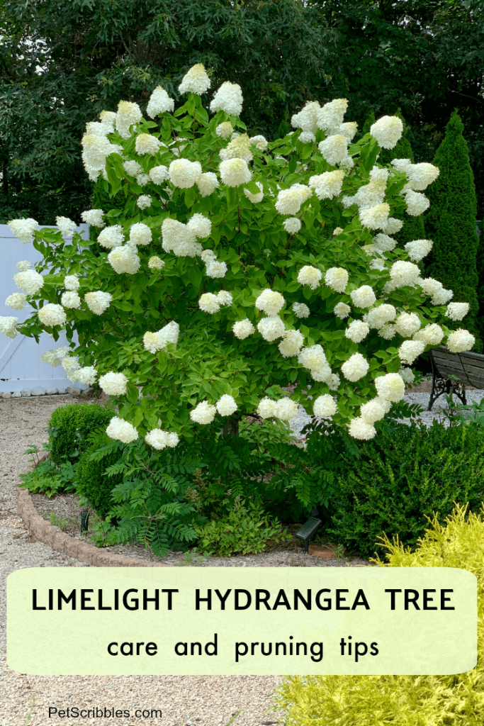 Limelight Hydrangea Tree Care and Pruning Garden Sanity by Pet Scribbles