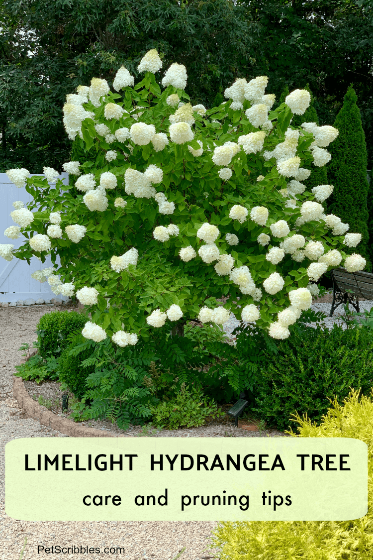 Limelight Hydrangea Tree Care and Pruning Tips