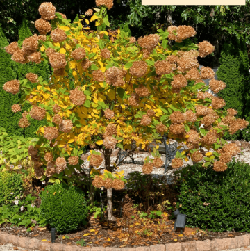 Limelight Hydrangea Tree Fall Color