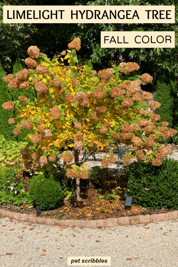 Limelight Hydrangea Tree Fall Color