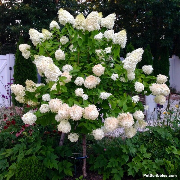 Limelight Hydrangea Tree Care and Pruning - Garden Sanity by Pet Scribbles